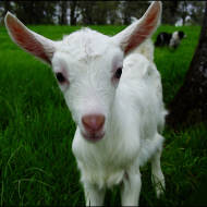 goat