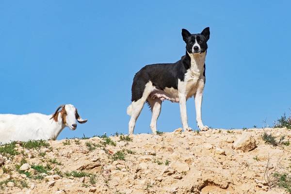 Canaan dog in Israel. (shutterstock)